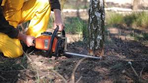 Best Tree Mulching  in Hackberry, TX