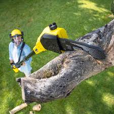 Best Tree Trimming and Pruning  in Hackberry, TX