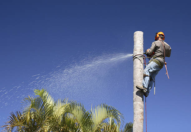  Hackberry, TX Tree Care Pros