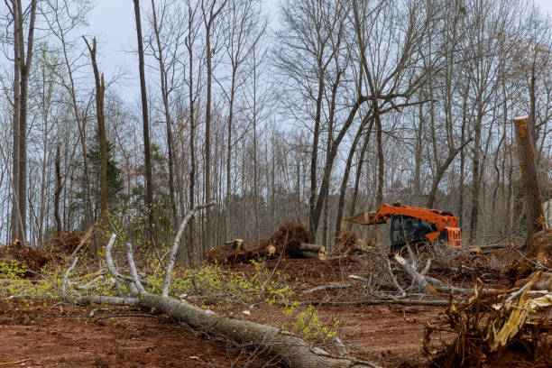 Best Arborist Consultation Services  in Hackberry, TX