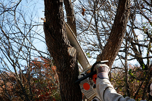 Best Utility Line Clearance  in Hackberry, TX