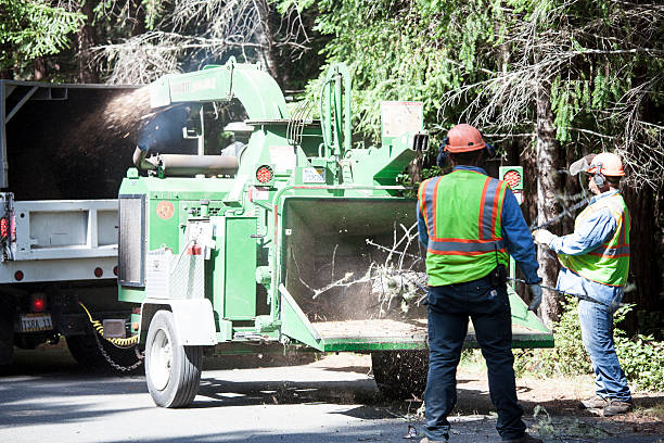 Best Hedge Trimming  in Hackberry, TX