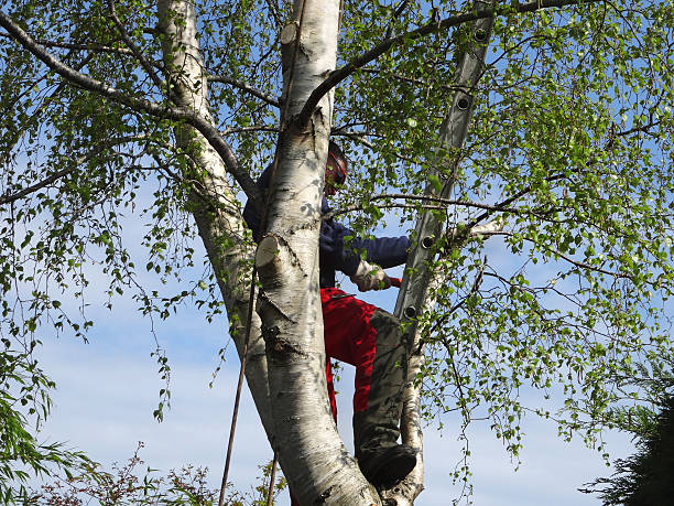 Hackberry, TX Tree Care Company