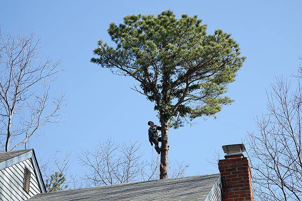 Best Emergency Tree Removal  in Hackberry, TX