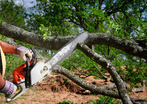 Best Commercial Tree Services  in Hackberry, TX