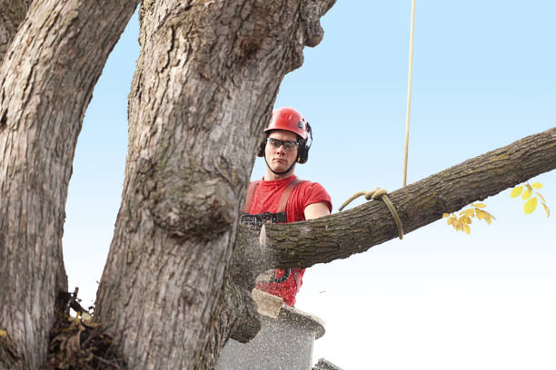 Best Fruit Tree Pruning  in Hackberry, TX